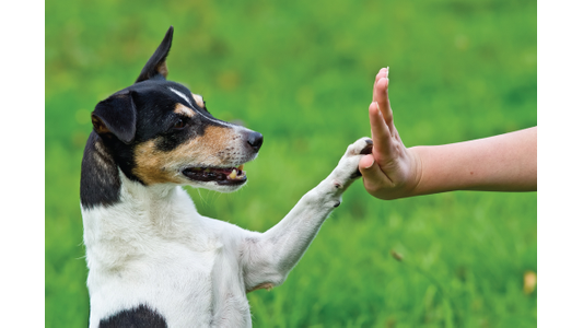 A small black and white dog gives a paw to a person's hand for a high five, set against a grassy background.