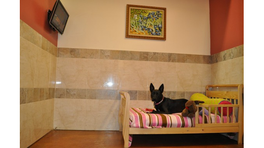 A black dog lies on a small wooden bed with a striped blanket in a tiled room, with a wall-mounted TV and a painting above.