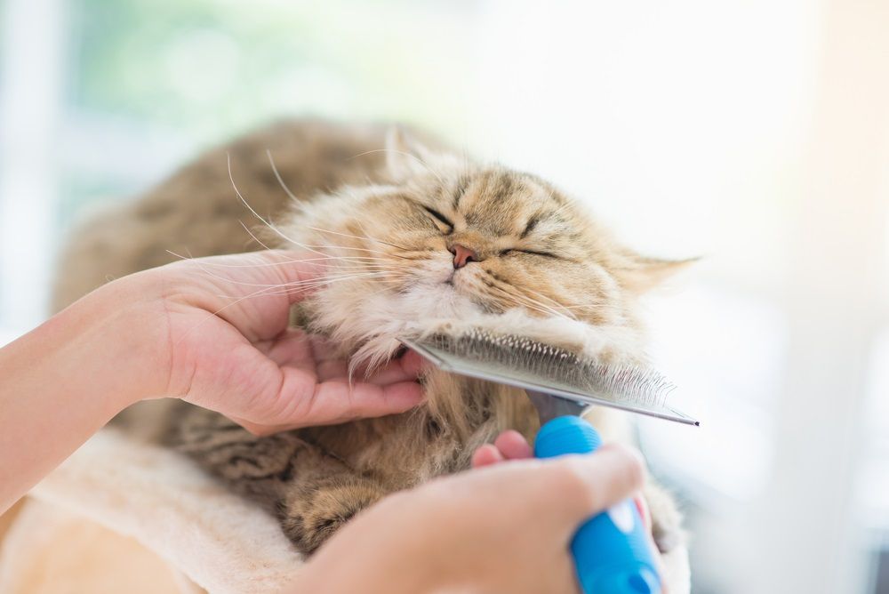 A fluffy cat enjoys a gentle grooming session as a person brushes its fur, with the cat's eyes closed in contentment.