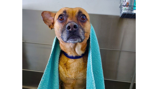 A wet dog with a teal towel draped over its shoulders stands indoors, looking directly at the camera with a slightly worried expression.