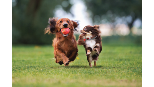 Two dogs joyfully running on grass; one carries a red ball in its mouth, the other looks at it playfully.