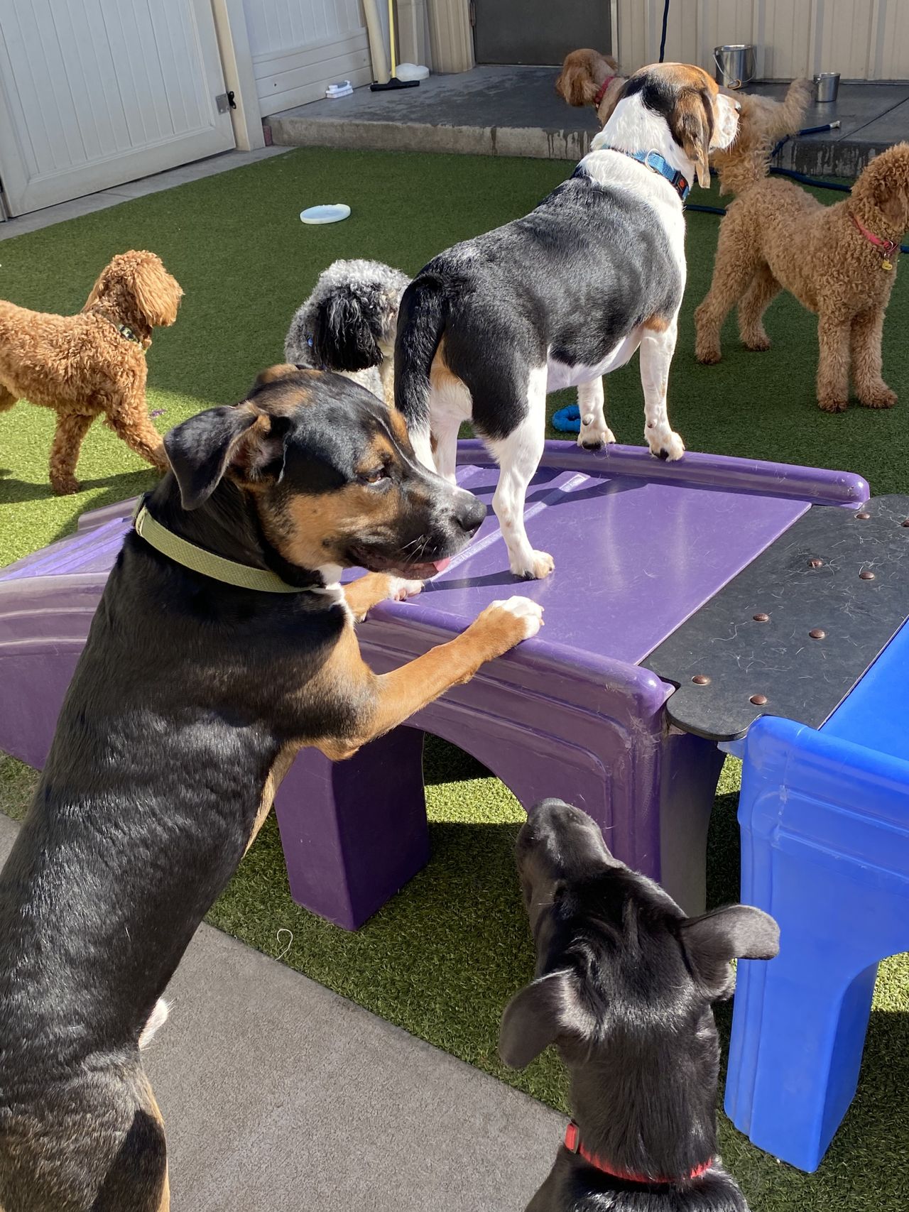 Dogs playing and socializing around a purple agility ramp at a dog daycare facility