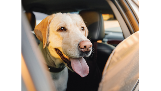 Yellow Labrador retriever with tongue out, looking out of a car window, bathed in warm sunlight.