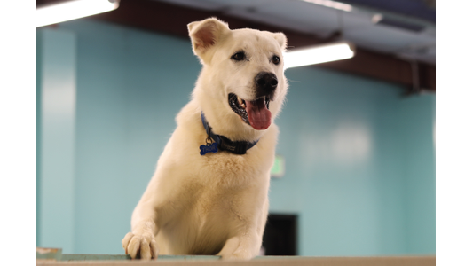 White dog with a black collar, standing and panting happily indoors with a turquoise wall background.