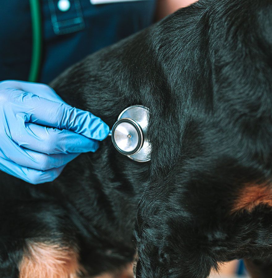 A veterinarian wearing blue gloves uses a stethoscope to listen to a dog's heartbeat.