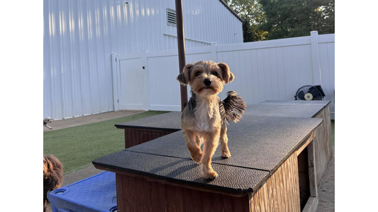 Small Yorkie mix walking across a wooden play structure in a fenced outdoor dog daycare yard
