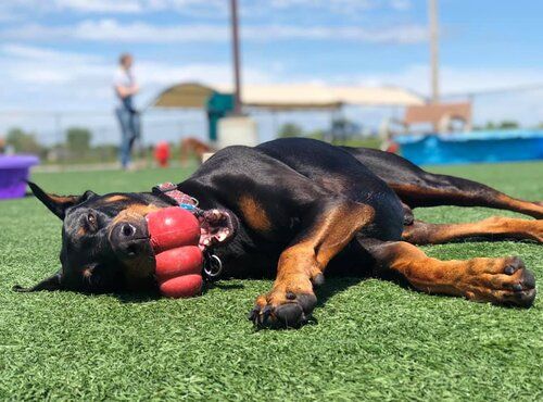 A Doberman lies on grass with a red toy in its mouth on a sunny day, looking relaxed and content.