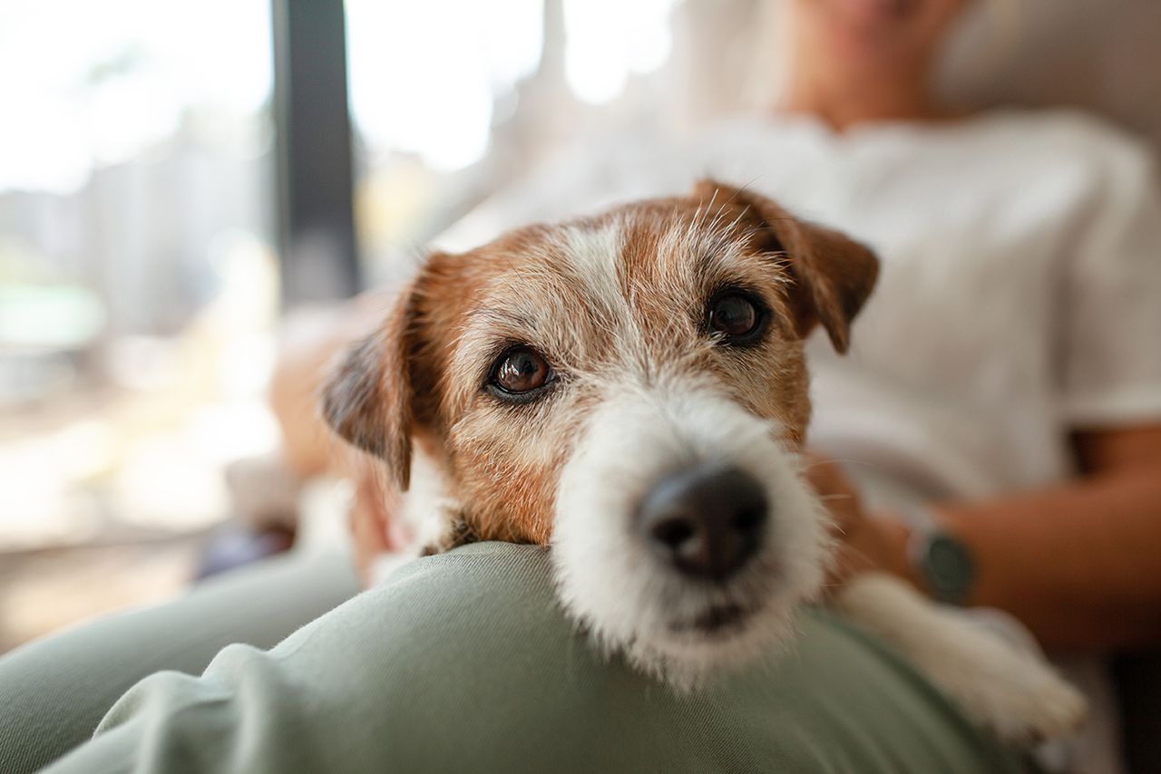 A woman is resting in a chair with her dog who is looking at the camera
