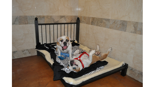 Two bulldogs on a bed; one sitting with a blue toy, the other lying on its back with a red harness, in a room with tiled walls.