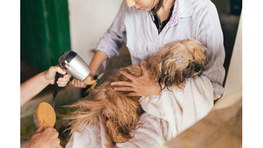 A person holds a small, wet dog wrapped in a towel while another person uses a hairdryer and brush to dry and groom the dog's fur.