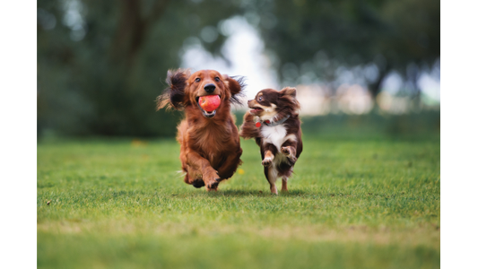 Two dogs joyfully running on grass; a brown dog holds a red ball while a smaller dog leaps beside it, trees blurred in the background.