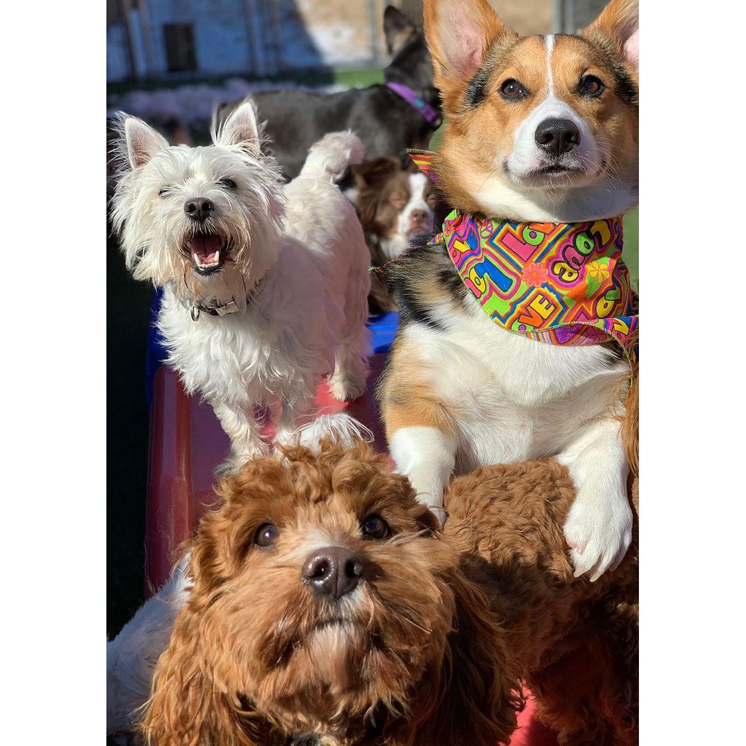 A group of three dogs posing, including a white terrier, a brown poodle, and a corgi with a colorful bandana, outside on a sunny day.