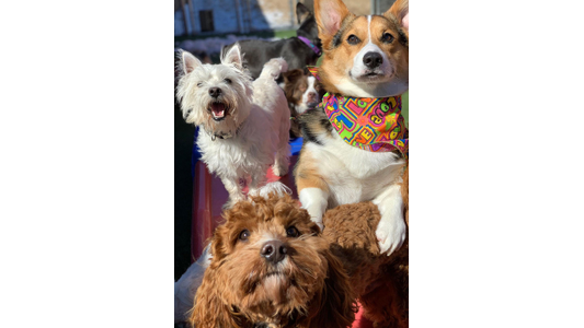 Group of happy dogs including a Corgi in a colorful bandana, a Westie, and a Cavapoo posing together at outdoor dog daycare