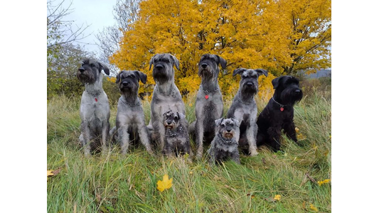 Seven schnauzers sitting in a grassy field with a vibrant yellow tree in the background.