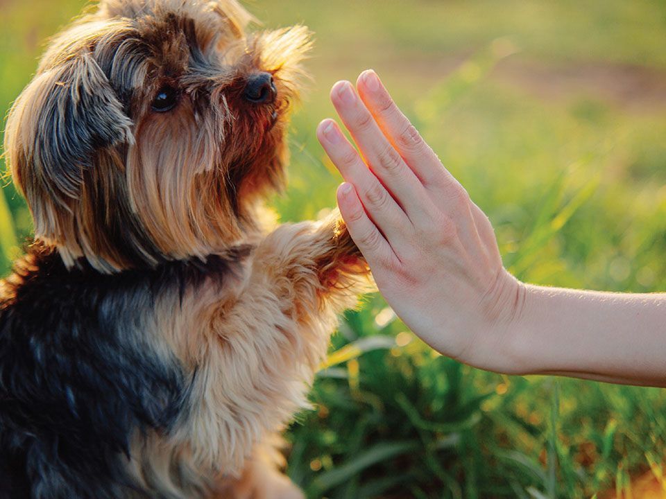 A small dog gives a high-five to a human hand in a grassy field.