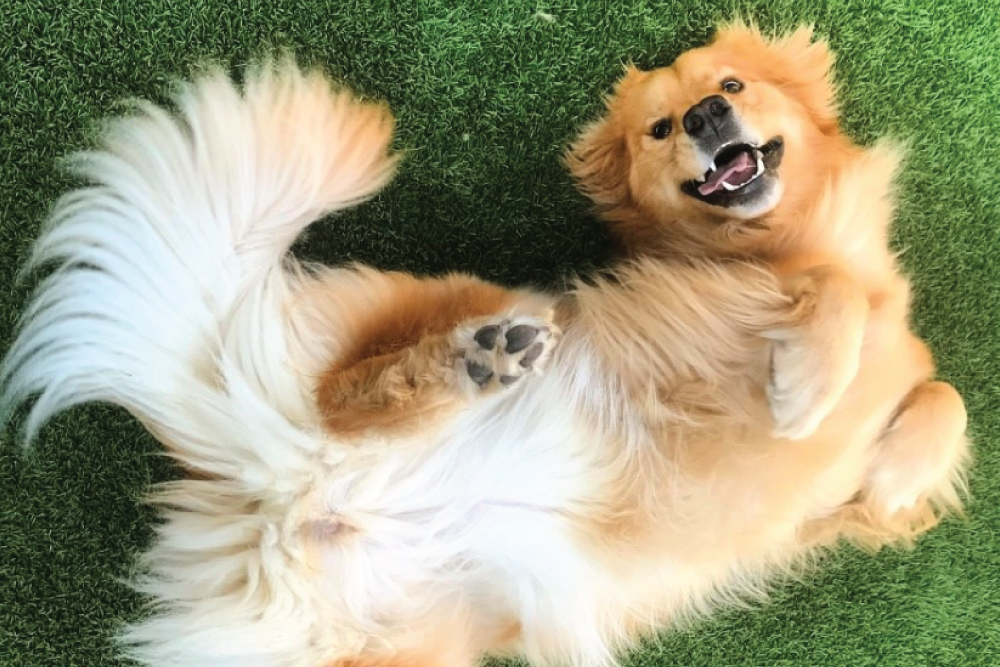 Golden retriever happily lying on its back on green grass, showing its belly and fluffy tail, with a joyful expression.