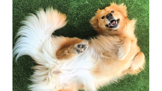 dog-laying-outside-panting-happy