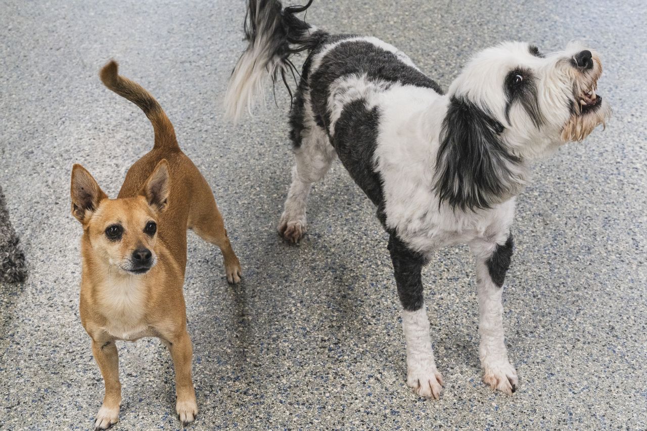 A small brown dog stands beside a larger black and white dog on a speckled floor, both looking up with alert expressions.