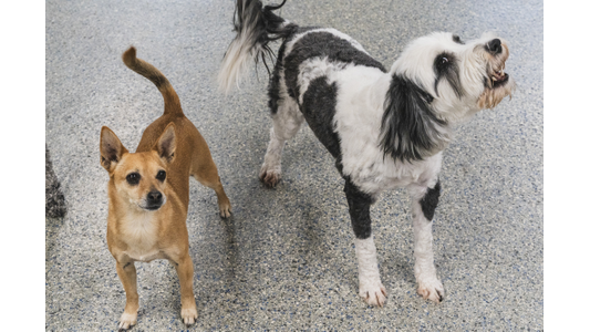 A small brown dog and a larger black-and-white dog stand on a speckled floor, both looking upward with alert expressions.