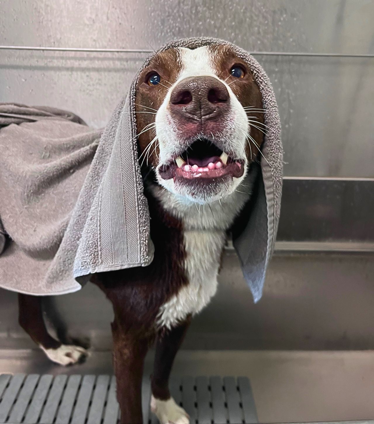 Brown and white dog getting groomed.