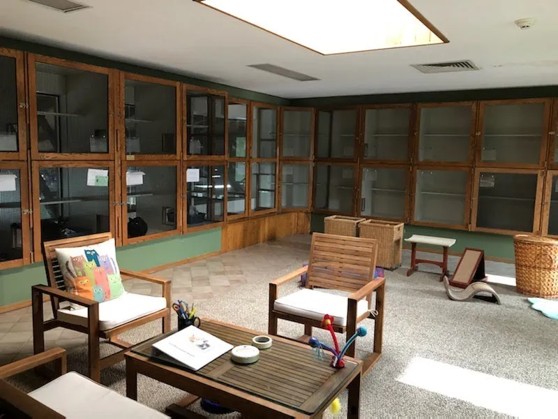 Cattery with wooden shelves and glass doors, chairs, a table with office supplies, and large windows letting in natural light.