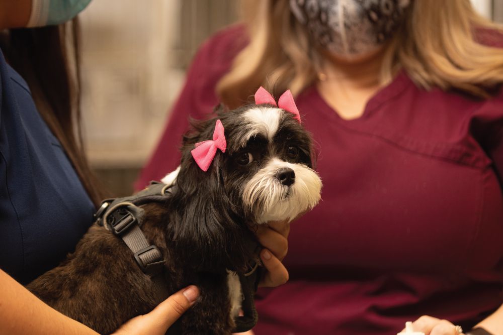 Small black and white dog with pink bows on its ears is being held by a person in a maroon top, while another in blue gently supports the dog.