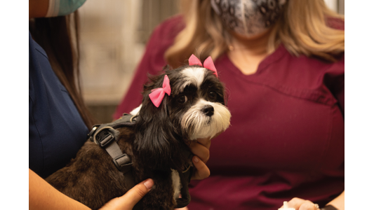 Small black and white dog with pink bows being held by two individuals in uniform.