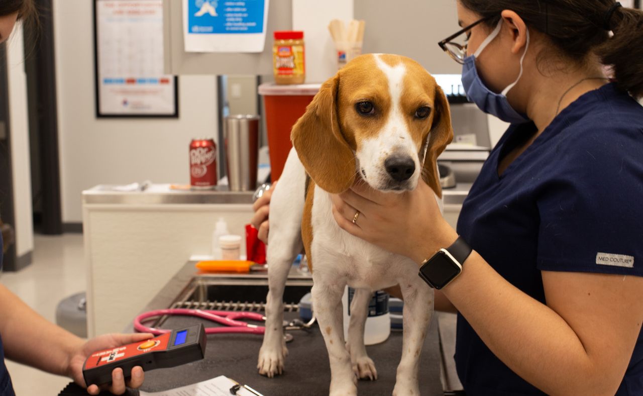 A beagle is on an exam table at a veterinary clinic, being gently held by a vet tech wearing a mask while another person holds a red device.