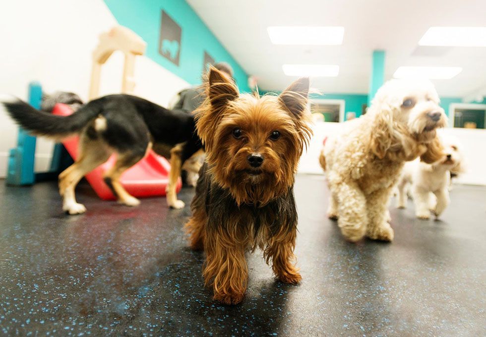 Small dogs socialize in a playroom, with a Yorkshire Terrier in the foreground, surrounded by various breeds on a dark speckled floor.
