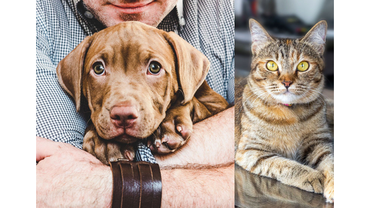 A split image featuring a man tenderly holding a cute brown puppy in his arms on the left, alongside an alert brown tabby cat with bright green eyes lounging on a reflective surface on the right