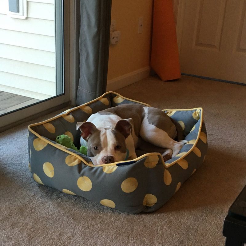 A relaxed dog lying in a gray bed with yellow polka dots, next to a window.