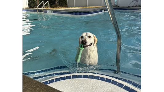 Yellow Labrador Retriever swimming in a pool holding a green toy in its mouth while climbing up the pool steps