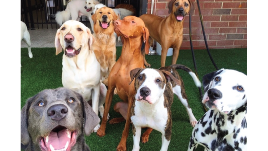 Group of happy dogs of various breeds sitting and standing on artificial grass near a brick wall, some looking at the camera.