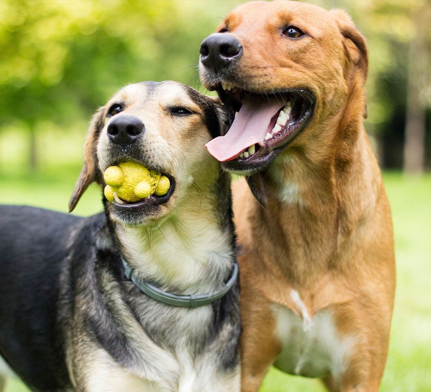 Two happy dogs outdoors; one holds a yellow ball in its mouth while the other has its tongue out, both in a grassy area with trees in the background.
