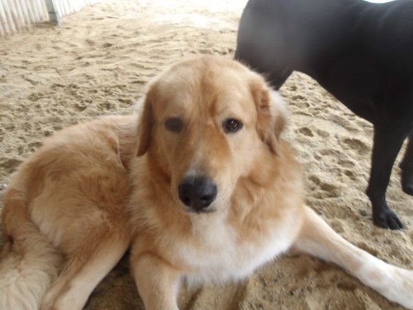 Dog grooming