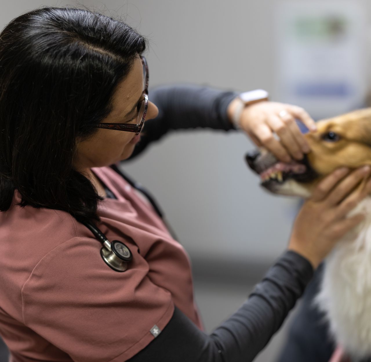 A veterinarian in pink scrubs examines a dog's teeth, holding its mouth open, in a veterinary clinic setting.
