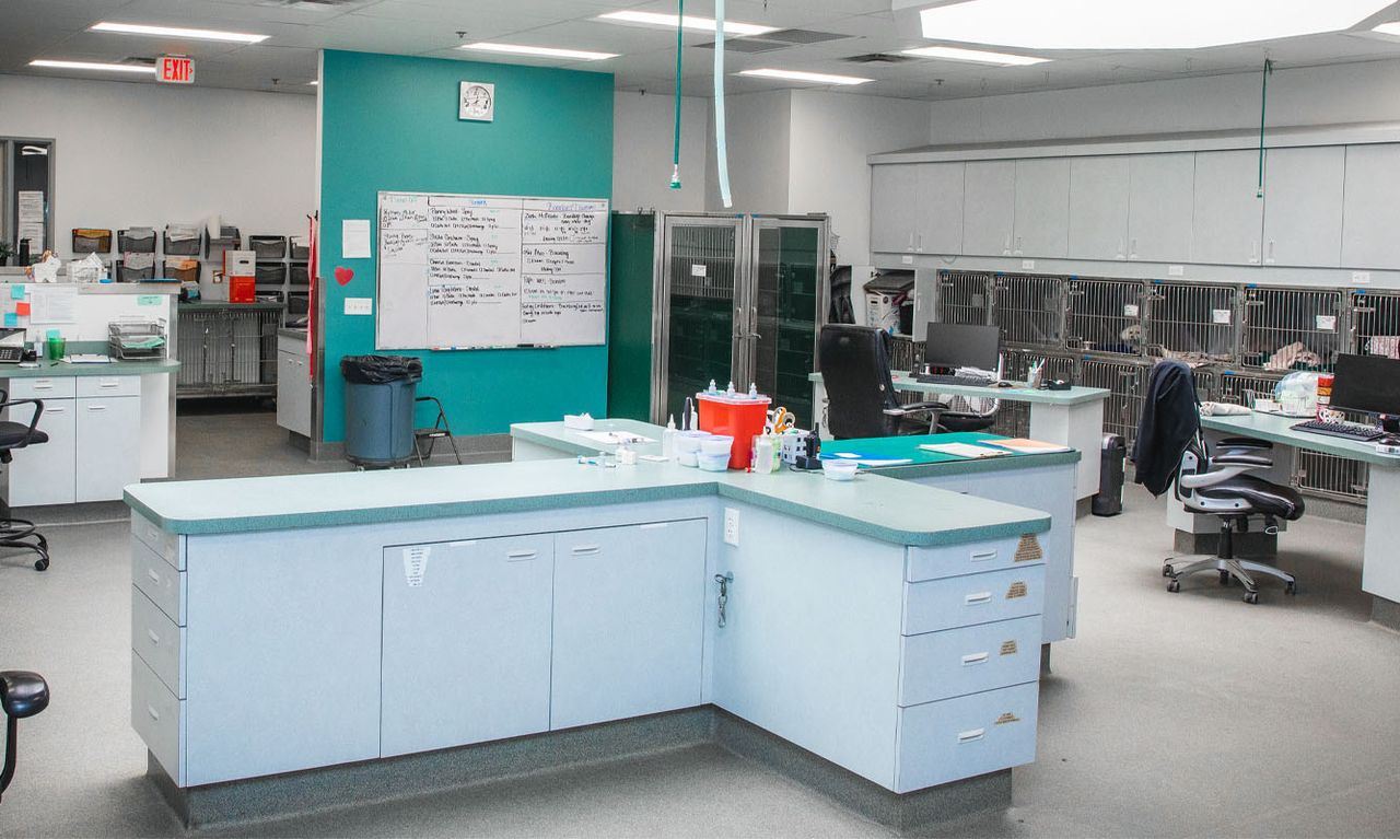 A veterinary clinic interior with a central counter, computer workstations, and animal cages along the wall, featuring a teal accent wall and whiteboard.