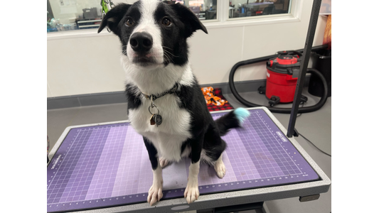 groomer-shaving-dog