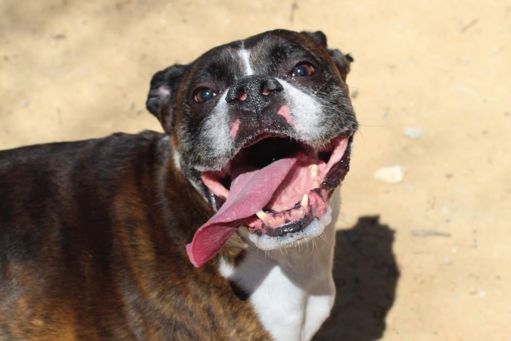 Happy brown and white pit bull with an open mouth and tongue out, standing on sandy ground in sunlight.