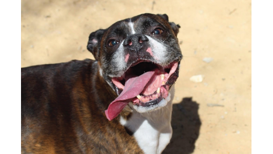 Happy brindle Boxer panting with tongue out looking up at the camera outdoors