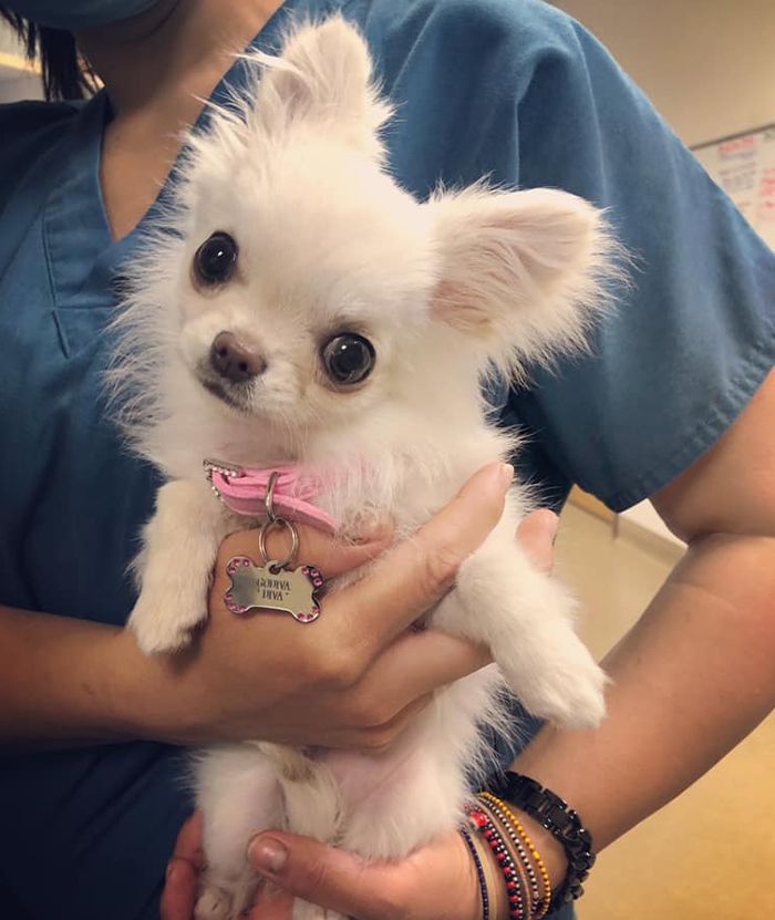 Fluffy white Chihuahua with a pink collar being held by a person in blue scrubs, wearing bracelets.