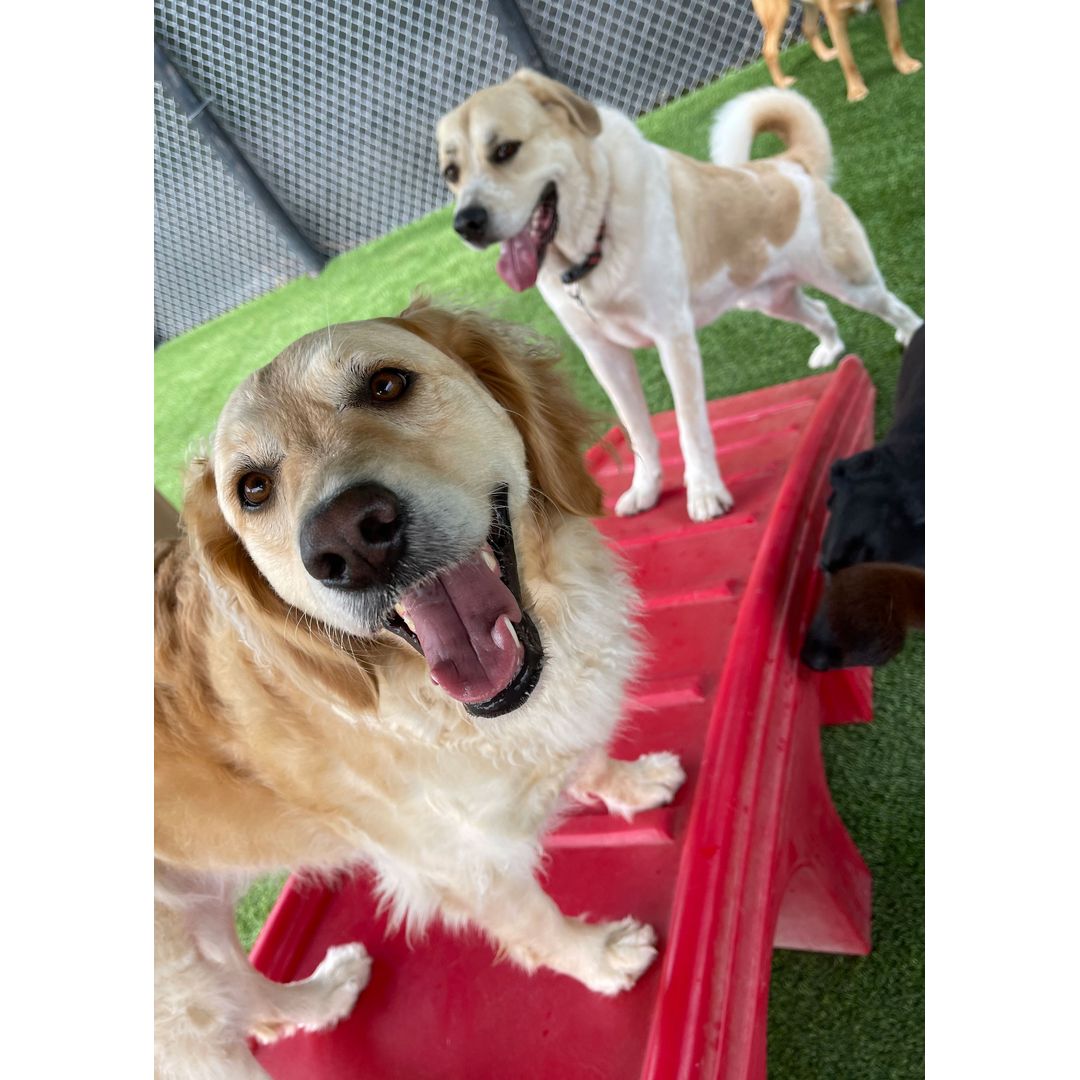 Two happy dogs standing on a red play structure on a grassy surface, with one dog in the foreground smiling at the camera.