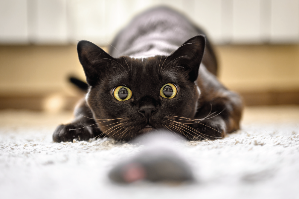 A black cat with wide eyes crouches playfully on a carpet, intently focused on a toy mouse in front of it.