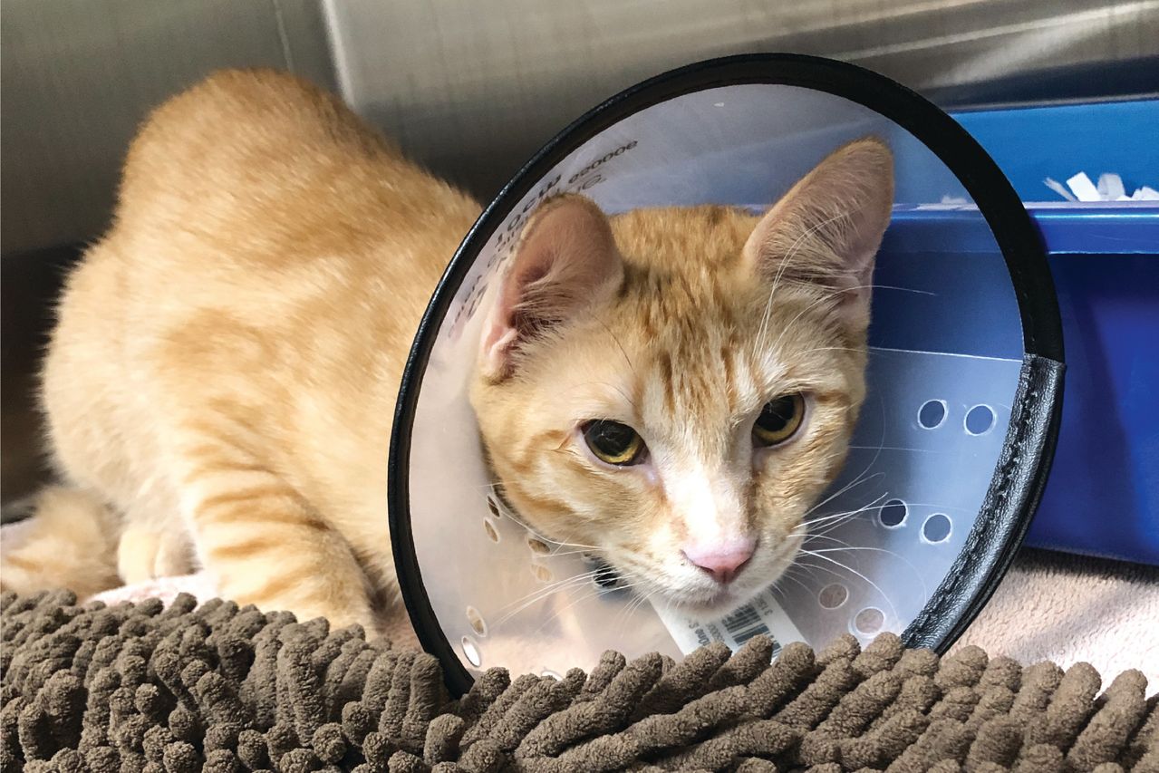 Orange tabby cat wearing a cone collar lying on a textured brown blanket near a blue litter box.