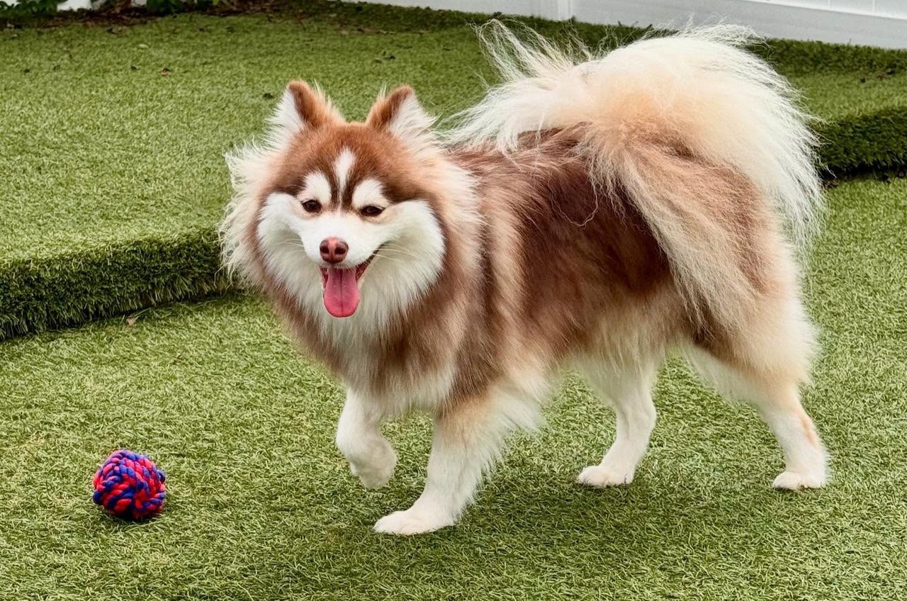 Fluffy brown and white dog with a curled tail standing on grass, tongue out, near a colorful rope ball.