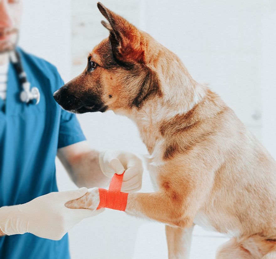 Veterinarian applying a red bandage to a dog's paw. The dog is sitting on a table, and the vet is wearing a blue uniform and gloves.