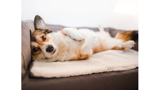 A corgi lies on its back on a soft blanket, looking at the camera with an endearing expression.