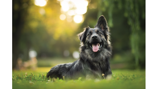 A happy, black and tan dog lying on grass in a sunlit park, with one ear perked up and a relaxed expression.