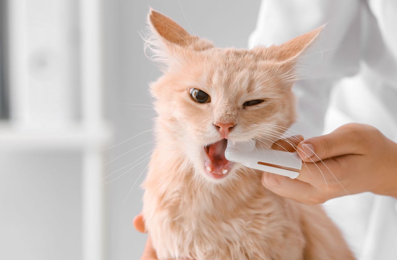 A fluffy orange cat being groomed with an electric trimmer, looking partially content and slightly startled.