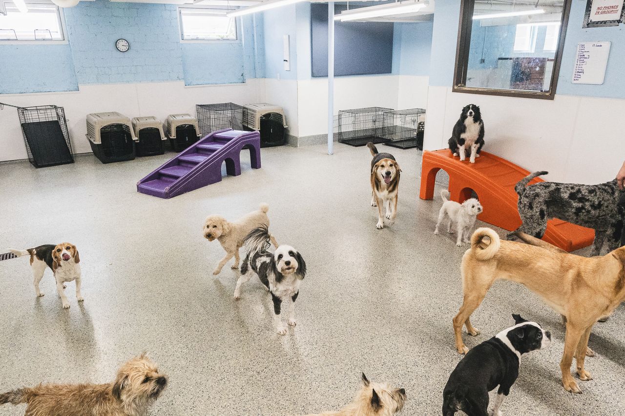 Several dogs of various breeds play in a spacious, indoor dog daycare area with climbing structures and crates.
